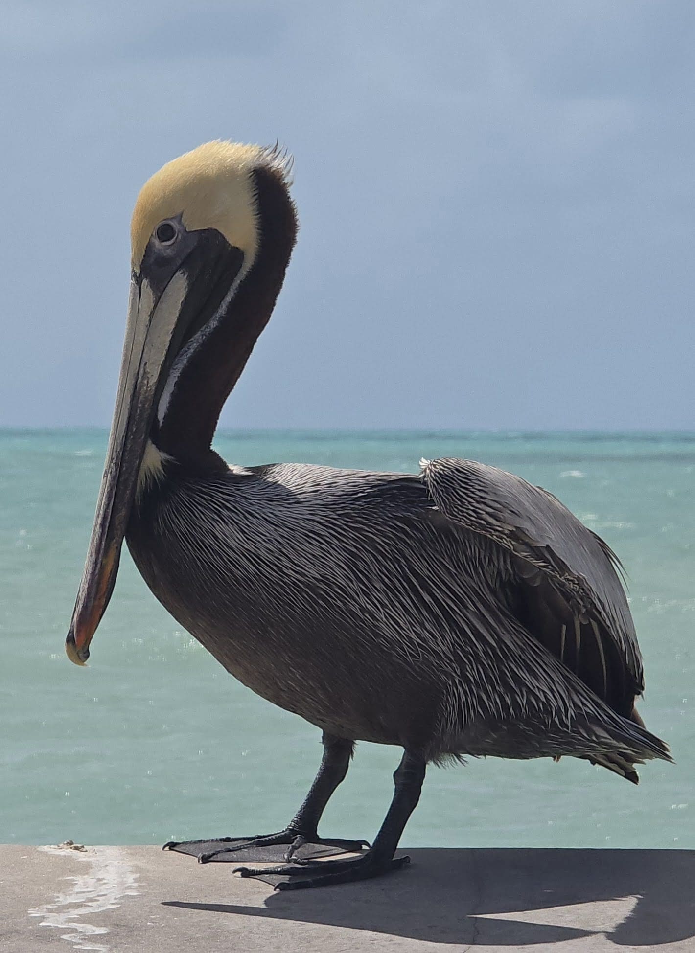 A classic Florida Coast & Keys sighting.